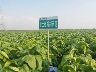 松土促根劑使用前后對(duì)比