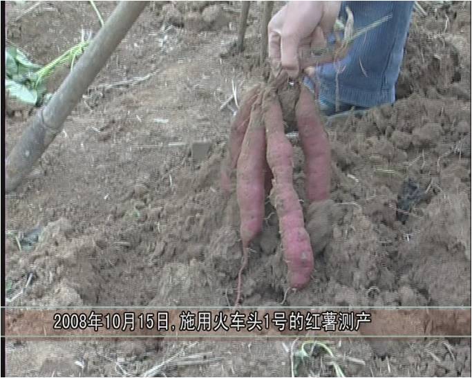 2008年，睢陽區馮橋鄉松土促根劑在紅薯試驗對比