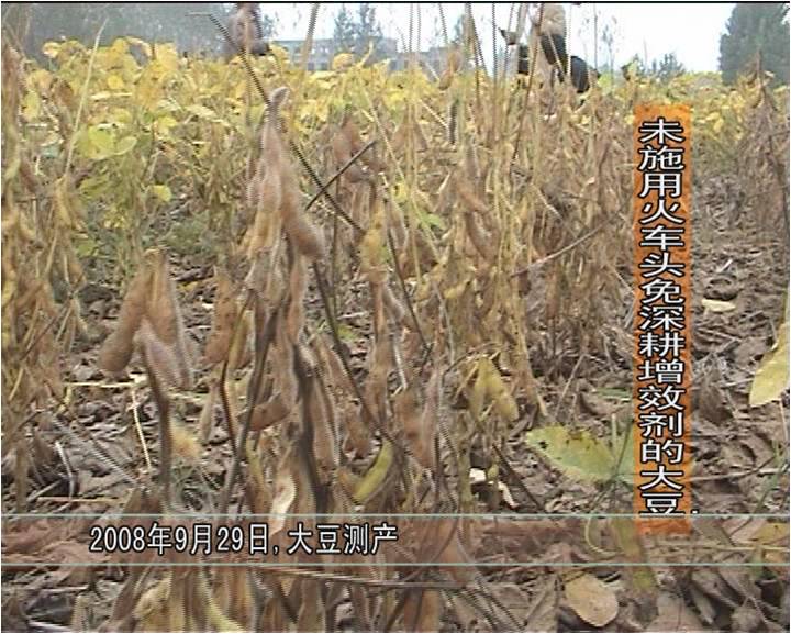 2008年，睢陽區馮橋鄉松土促根劑在大豆試驗對比