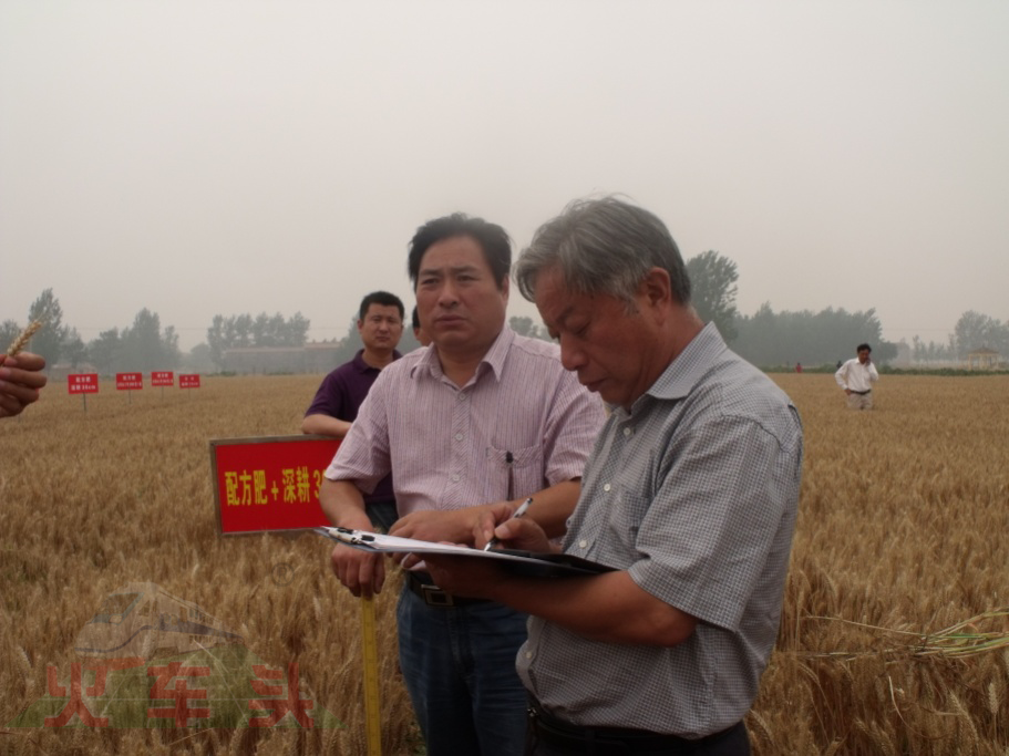 郭天財教授親自為施用Agri-star?松土促根劑小麥測產驗收