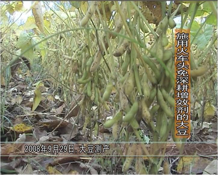 2008年，睢陽區馮橋鄉松土促根劑在大豆試驗對比